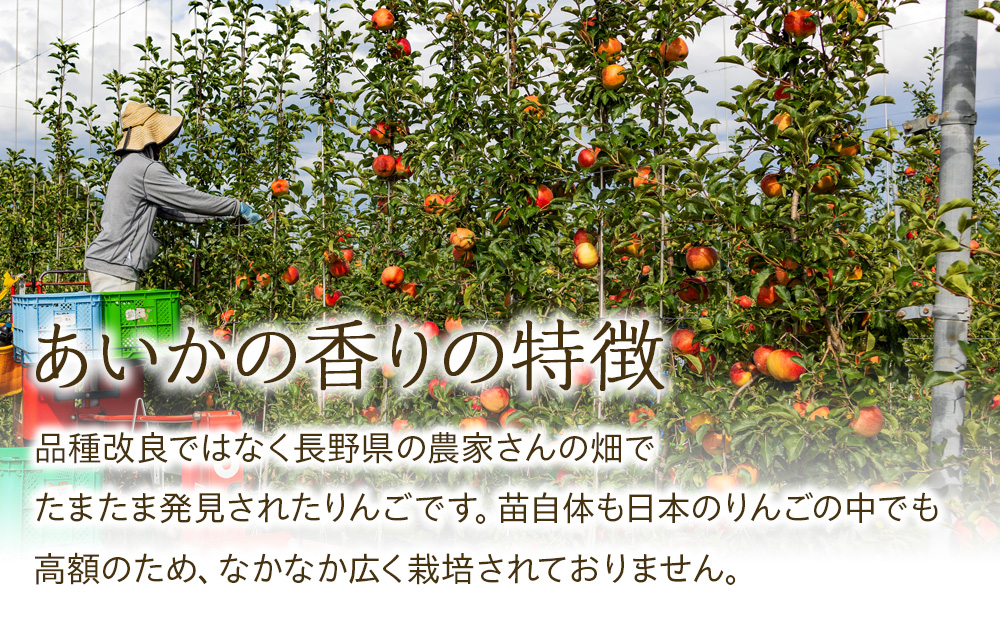 先行予約 訳あり りんご あいかの香り 約5kg セット 2024年 令和6年度発送分 リンゴ 林檎 長野 フルーツ 果物 信州産 長野県産 特産 産地直送 家庭用 おすすめ
