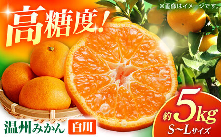 温州みかん 『白川』 約5kg S～Lサイズ 【奥村果実園】[ZFK007]