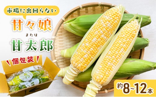 
                  【2027年6月中旬頃より順次発送】 とうもろこし 先行予約 甘々娘 または 甘太郎 約8～12本 家庭用 テルもろこし 個包装 レンジ調理 レンチン 野菜 夏 旬 冷蔵 冷蔵配送 静岡 浜松市 【配送不可：離島】
                