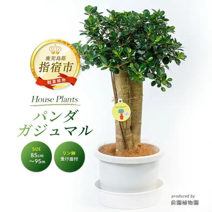 【観葉植物】パンダガジュマル85cm～95cm リン鉢 前園植物園 IB002-010 観葉植物 ※北海道・沖縄・離島配送不可