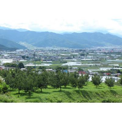 ふるさと納税 中野市 【2026年発送】北信州産地直送 旬のプルーン 約1.2kg |  | 03