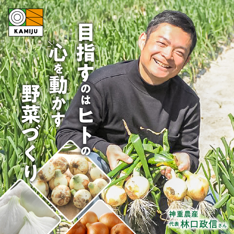 (2026年発送)【数量限定】訳あり 新玉ねぎ 生がおいしい 神重農産のブランド玉ねぎ「旬玉」2.5kg ブランド玉ねぎ 玉ねぎ 国産 愛知県産 野菜 やさい 農家直送 畑直送 旬 期間限定 たまねぎ