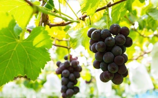 【先行予約】山口農園 巨峰 7房 から 9房 （ 約3kg ） 