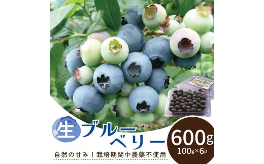 ブルーベリー 生 600g 小分け 先行予約 2026年6月中旬～発送分 生ブルーベリー 農家直送 果物 くだもの フルーツ ふるーつ ベリー ブルーベリージャム ブルーベリージュース ブルーベリーティー スイーツ ブルーベリーアイス ブルーベリーヨーグルト ブルーベリーソース ブルーベリースムージー ブルーベリーチーズケーキ 完熟ブルーベリー 大粒ブルーベリー 国産ブルーベリー