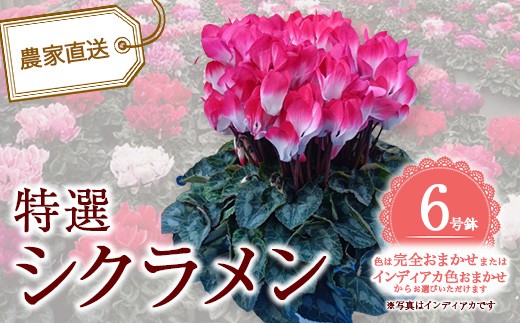 
                  特選シクラメン6号鉢＜色完全お任せ・品種インディアカ 色お任せから選択＞　【12203-0435】
                
