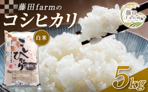 【先行予約受付】≪10月上旬発送≫令和８年産 大田原市 藤田farmのコシヒカリ【白米】5kg ｜栃木県産 米 お米  コメ こしひかり コシヒカリ 栃木県 【選べる容量】5kg 10kg  数量限定
