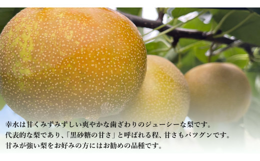 【 先行予約 】茨城県産 梨 幸水 約 5kg 11玉～16玉 ( 茨城県共通返礼品 : 常陸太田市 ) 【 2025年8月中旬発送予定】 フルーツ 果物 国産 日本産 梨 ナシ なし 和梨 期間限定