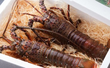 徳さんオススメ海の幸定期便【計５回】 _yj038