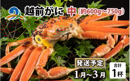 【先行予約】越前がに 中 （約600g～750g） 1杯【2026年1月～3月発送】