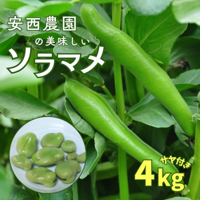 【先行予約】2027年4月下旬発送 安西農園の美味しいソラマメ 4キロ【配送不可地域：離島・沖縄県】