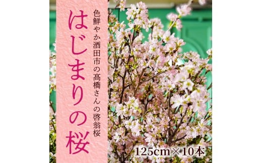 春を告げる庄内の桜 「はじまりの桜2026」 酒田市の高橋さんの啓翁桜 125cm SL0267