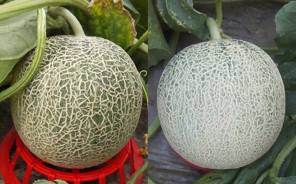 中村さんの幸福メロン（アンデスメロン）