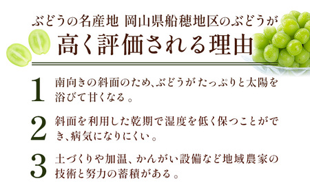 ぶどう プレミアム シャインマスカット定期便 9月 10月発送 船穂 赤秀品 晴王 計2.4kg(約1.2kg×2回お届け) 《2025年9月中旬-10月末頃より出荷予定(土日祝除く)》ハレノスイーツ