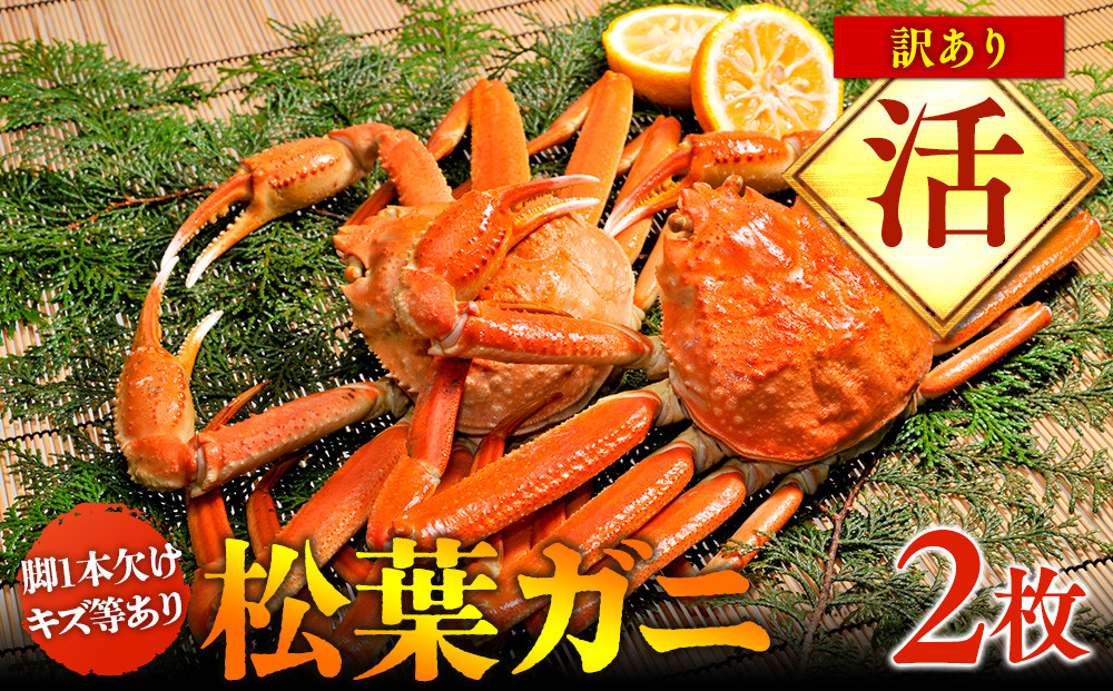 【活】訳あり 松葉ガニ 2枚 蟹 ※2025年11月上旬～2026年3月下旬頃に順次発送予定※着日指定不可
