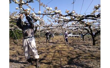 鳥取県産「新甘泉（しんかんせん）」　