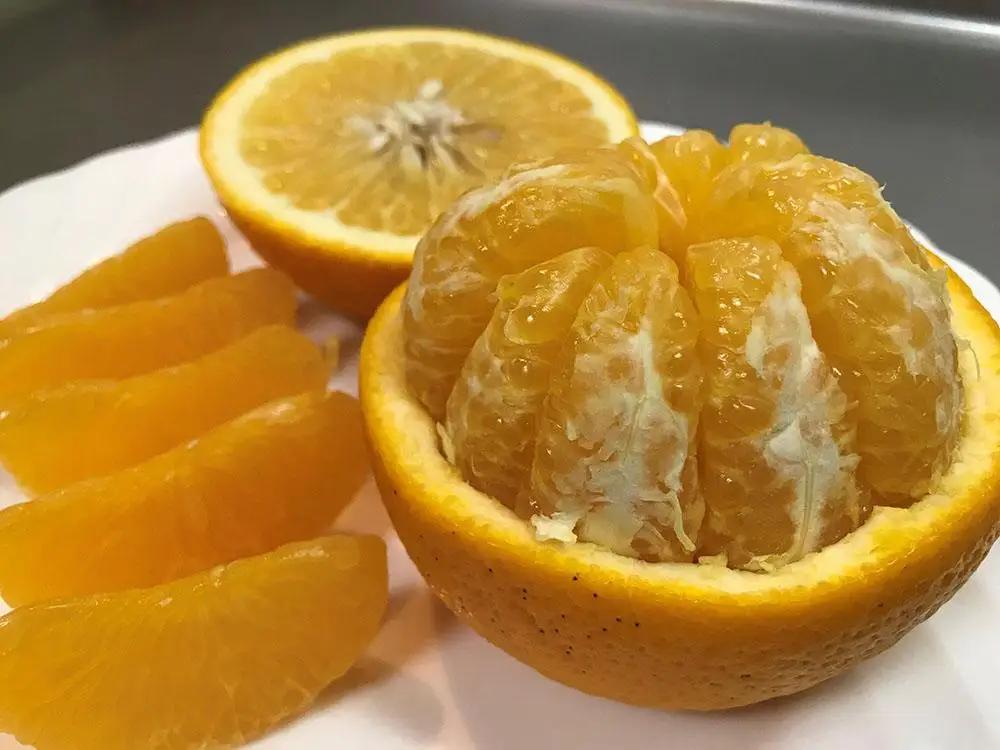 ちょっと 傷あり 木成完熟 紅はっさく L × 8玉 または M × 10玉 サイズ 化粧箱【2027年4月上旬～発送】