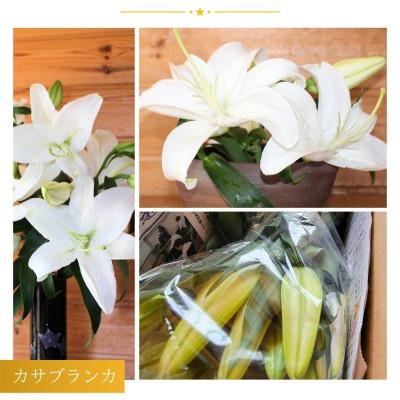 ふるさと納税 津南町 カサブランカ(正規品5本・規格外品3本セット) |  | 01