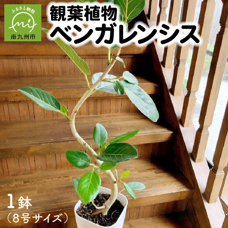 【ふるさと納税】観葉植物 ベンガレンシス 1鉢 8号 白い幹 高級感 演出 シンプル 部屋 雰囲気 ワンランクアップ オフィス インテリア 存在感 おしゃれ 雑貨 丁寧なくらし マニュアル同封 送料無料 鹿児島県 南九州市