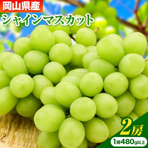 【ふるさと納税】【先行予約】 岡山県産 シャインマスカット 2房 (480g以上) 【配送不可地域あり】 《7月上旬-8月中旬頃に出荷予定(土日祝除く)》 岡山県 矢掛町 マスカット ぶどう 葡萄 果物 フルーツ