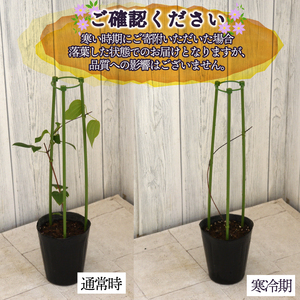 花苗 クレマチス苗 小輪咲き 4鉢 花苗 