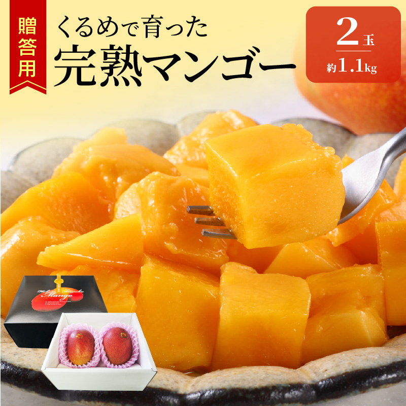【2027年6月以降お届け】くるめで育った完熟マンゴー（2玉：約1.1kg） _ 贈答用 くるめで育った 完熟マンゴー 2玉 約 1.1kg 甘い 高糖度 地植栽培 ビタミンA トロピカル フルーツ 