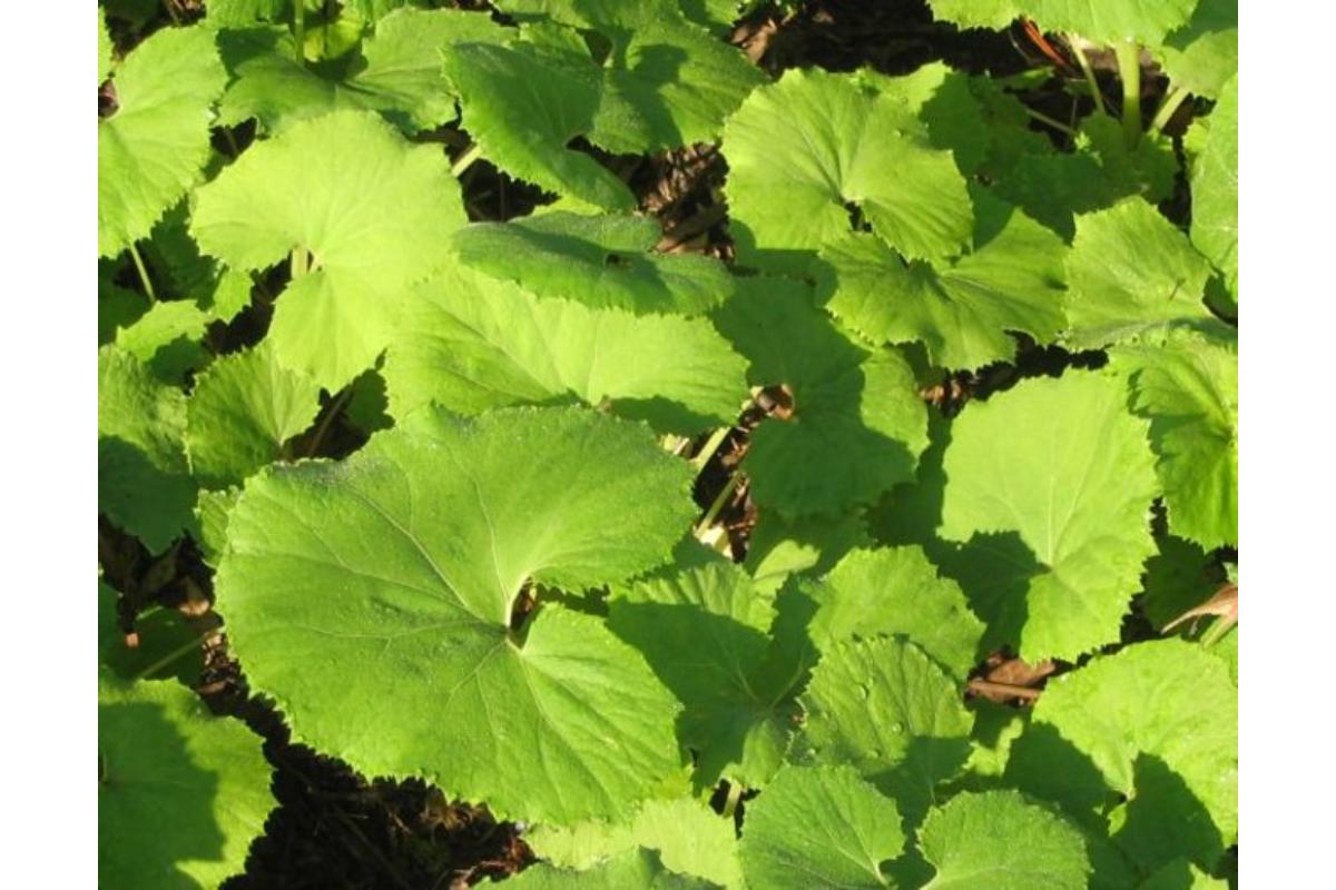 【5月上旬より発送】天然山ふき 山菜 煮物 春の味覚 産地直送 国産 新潟県 妙高市