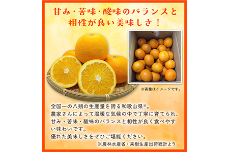 先行予約 和歌山県産 八朔(はっさく) 約4kg 前商店《2025年1月上旬-1月末頃出荷》｜八朔はっさく八朔はっさく八朔はっさく八朔はっさく八朔はっさく八朔はっさく八朔はっさく八朔はっさく八朔はっさ