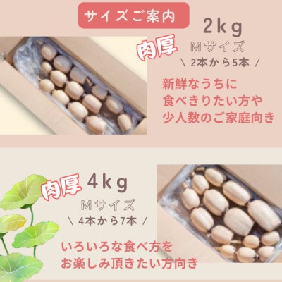 【茨城県産】掘りたて肉厚れんこん 計4kg【配送不可地域：離島】【1696247】