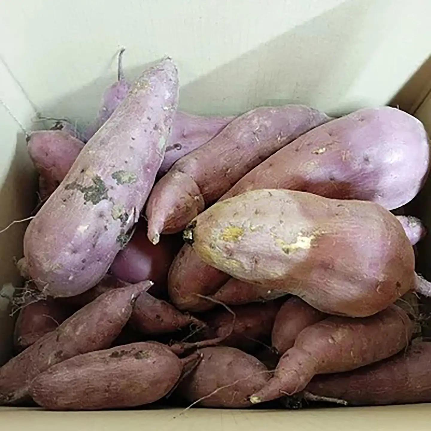 先行予約 さつまいも 訳あり 紅はるか 7kg さつまいも