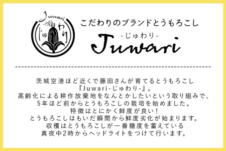 数量限定 先行予約 ＜2025年夏発送予定＞ ブランドとうもろこし【Juwari-じゅわり-】ゴールドラッシュネオ 約4kg以上（8～10本入り） とうもろこし トウモロコシ とうきび コーン スイー