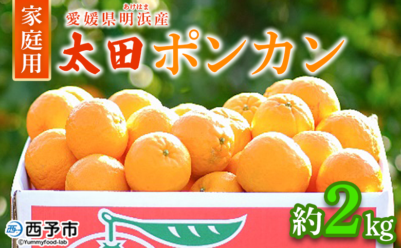 【先行予約】＜太田ポンカン 家庭用 約2kg＞ 果物 くだもの フルーツ みかん ミカン 柑橘 太田ぽんかん おおたぽんかん オオタポンカン ぽんかん 訳あり ご自宅用 特産品 株式会社笑丸 愛媛県 西予市