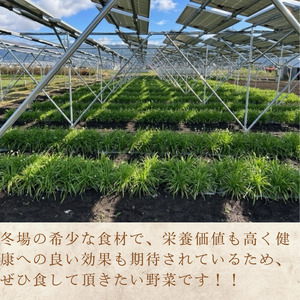 先行予約[2026年12月発送] 根ニラ【龍神様のひげ】 700g[100g×7袋]/ すわファーム 根ニラ 野菜 [91-01]