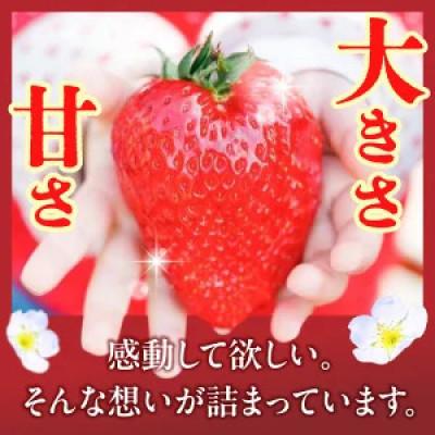 ふるさと納税 生駒市 【2026年2月〜3月順次発送】高級いちご「古都華」4L以上2パック&古都華ジャム2個 |  | 03