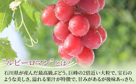 ルビーロマン ゼリー 8個 （1箱）｜ ゼリー ぶどう