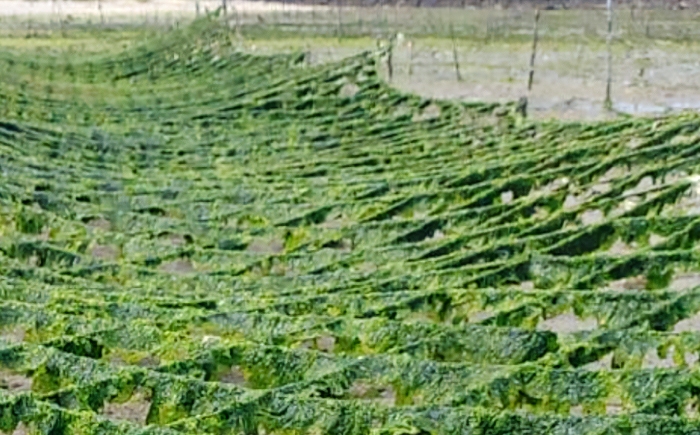 あおさ アーサ あーさ アオサ 乾燥アーサ海藻 国産 小分け 沖縄県産 沖縄県 沖縄市