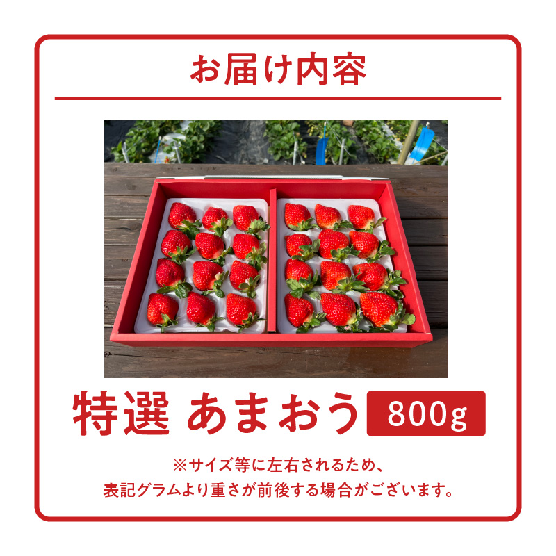 特選あまおう 800g_福岡の最高級 あまおう 特選 800g 採れたて いちご 最高等級 エクセレント 最高級 グレード 大きい 赤い 艶 畑の宝石 特別栽培 食べごろイチゴ 福岡県 久留米市 フル