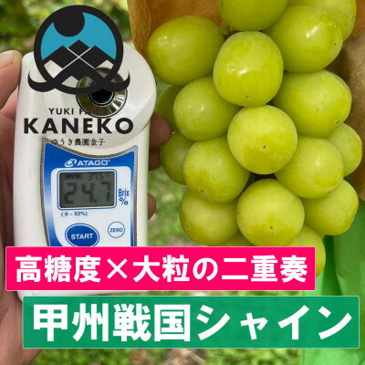 【ふるさと納税】【今逃せば1年待ち】生産量日本一が誇る甲州戦国シャインマスカットプレミアム2025年9月下旬より発送【配送不可地域：離島】【1495755】