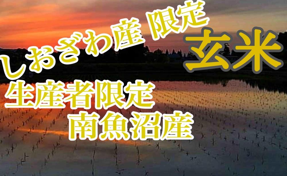【令和7年産】【定期便20kg×9ヶ月】玄米 しおざわ産限定 生産者限定 南魚沼産コシヒカリ