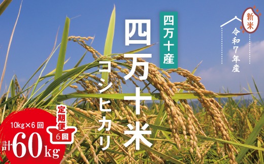 令和7年産 6回 定期便 四万十産 四万十米 コシヒカリ 10kg （5kg×2袋）×6回（計60kg）こしひかり 60kg 令和7年 2025年 精米 白米 米 おこめ こめ コメ ご飯 ごはん ふっくら もちもち 四国 高知 四万十 しまんと 25-947