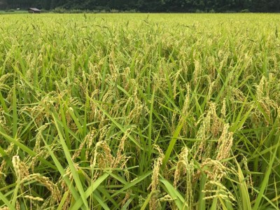 令和7年産 にいみ源流米「コシヒカリ」10kg(5kg×2袋)