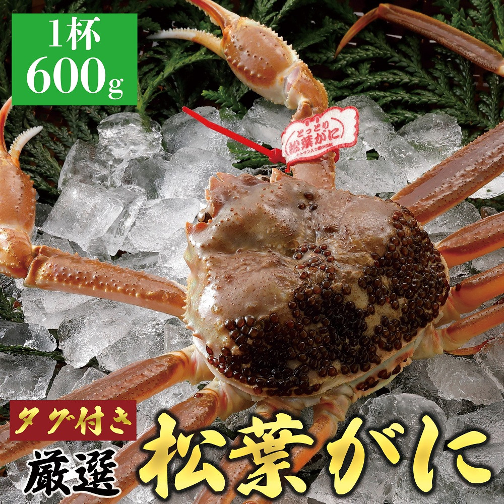 768.【活】≪2025年11月発送≫ 特撰 松葉がに【ブランドタグ付き】 600g超×1杯