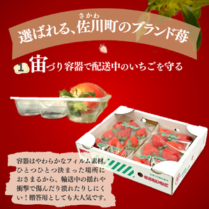 いちご　ゆめのか 285g×2パック　秀品　苺【期間・数量限定】贈答用　＜2026年1月下旬～3月下旬頃発送予定＞