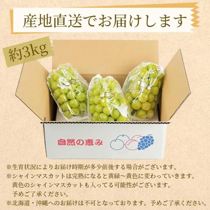 農家直送 朝採り シャインマスカット 約3kg ［2026年・先行予約］