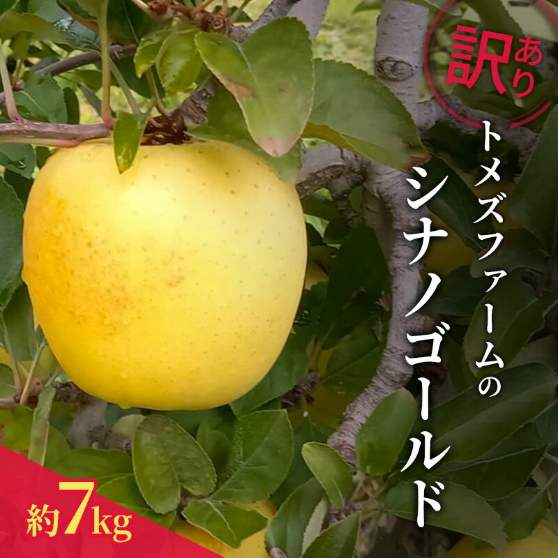 【ふるさと納税】シナノゴールド（訳あり） 約7kg　トメズファーム　りんご　長野　信州　小諸　果物　フルーツ