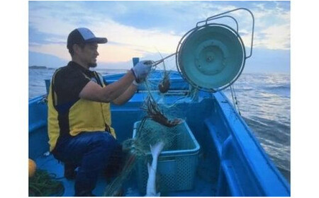 【 伊勢海老 】 活き〆冷凍伊勢海老 1kg