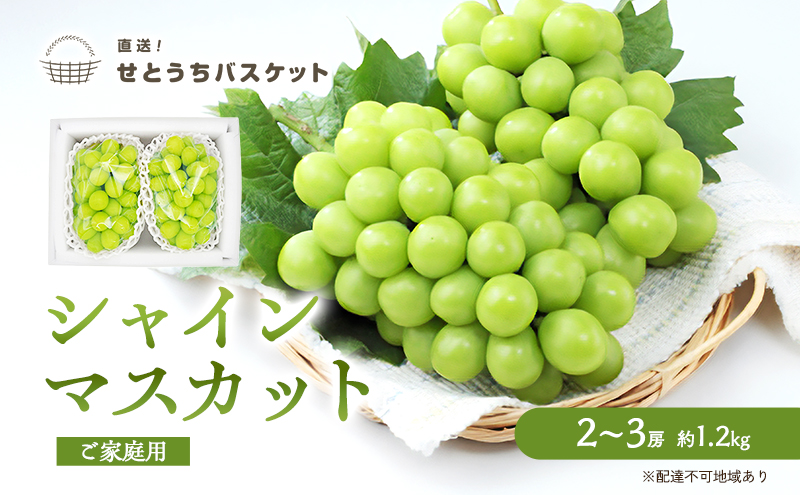 ぶどう 2025年 先行予約 ご家庭用 シャイン マスカット 2～3房 約1.2kg ブドウ 葡萄  岡山県産 国産 フルーツ 果物 直送！せとうちバスケット