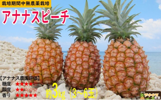 2025年 先行予約 パイナップル ついに実現！転換期間中　JASオーガニック アナナスピーチ 約3kg 3～6玉 果物 フルーツ