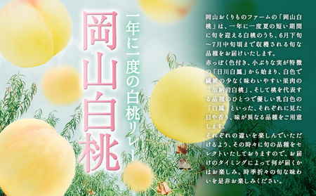桃 2024年 先行予約 旬 の 白桃 5～6玉入り 約1.5kg 贈答用 もも モモ 岡山県 赤磐市産 国産 フルーツ 果物 ギフト