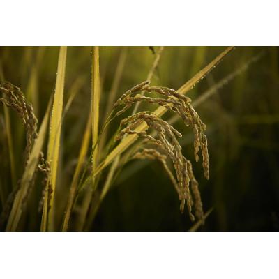 ふるさと納税 滝沢市 武田家のお米 墾　岩手県産 あきたこまち 白米 5kg(精米) |  | 01