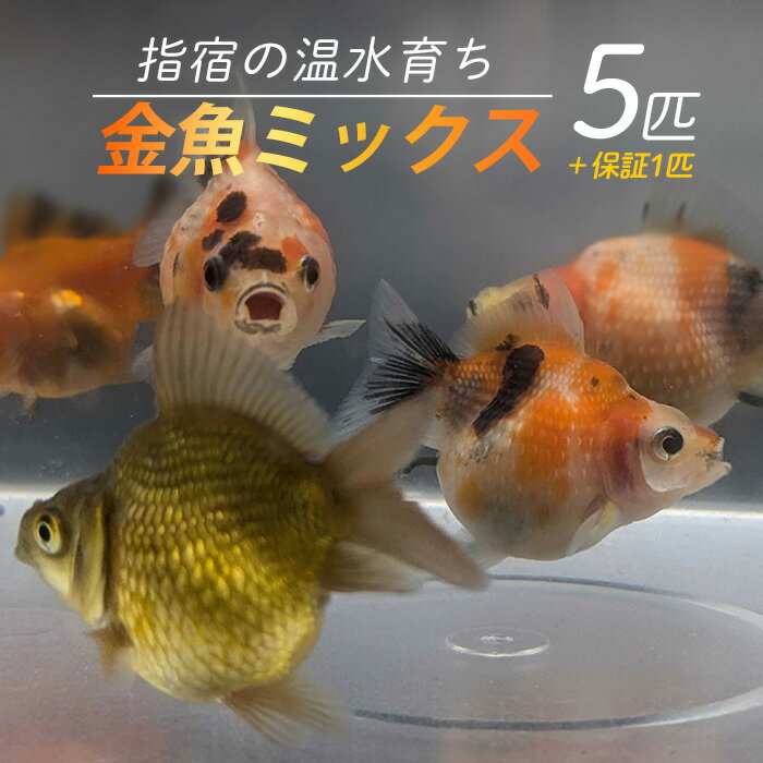 【ふるさと納税】【10営業日以内に発送】【温水育ち】金魚ミックス5匹 ※北海道・沖縄・離島配送不可※ 金魚 生体 ミックス セット 飼育 ペット 生き物 魚 初心者 観賞魚 水槽 アクアリウム【otofarm】